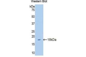 Detection of Recombinant CLDN3, Mouse using Polyclonal Antibody to Claudin 3 (CLDN3)
