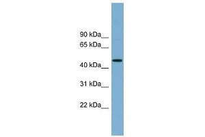 RNF44 antibody used at 1 ug/ml to detect target protein. (RNF44 anticorps  (N-Term))