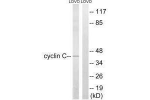 Western blot analysis of extracts from LOVO cells, using Cyclin C (Ab-275) antibody. (Cyclin C anticorps  (Ser275))