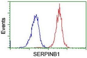 Image no. 7 for anti-serpin Peptidase Inhibitor, Clade B (Ovalbumin), Member 1 (SERPINB1) (AA 77-306) antibody (ABIN1491670)