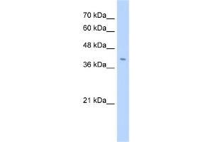 WB Suggested Anti-FNDC3B Antibody Titration:  2. (FNDC3B anticorps  (N-Term))