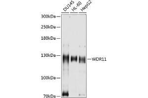 Western blot analysis of extracts of various cell lines, using WDR11 antibody (ABIN6131410, ABIN6150184, ABIN6150185 and ABIN6214893) at 1:1000 dilution. (WDR11 anticorps  (AA 975-1224))