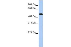 Western Blotting (WB) image for anti-Thioredoxin Domain Containing 5 (Endoplasmic Reticulum) (TXNDC5) antibody (ABIN2460068) (TXNDC5 anticorps)
