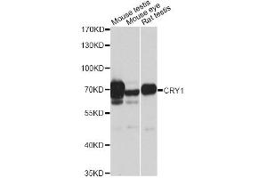 Western blot analysis of extracts of various cell lines, using CRY1 antibody (ABIN6291957) at 1:1000 dilution. (CRY1 anticorps)