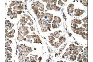 Image no. 1 for anti-Actinin, alpha 2 (ACTN2) (C-Term) antibody (ABIN204968)