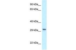 Image no. 1 for anti-Peroxisomal Biogenesis Factor 19 (PEX19) (C-Term) antibody (ABIN6747539) (PEX19 anticorps  (C-Term))