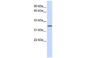 C2orf60 antibody used at 0. (C2orf60 anticorps  (Middle Region))