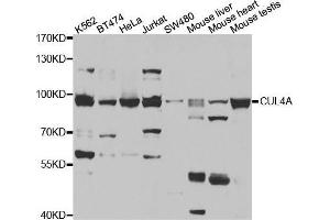 Western blot analysis of extracts of various cell lines, using CUL4A antibody. (Cullin 4A anticorps)