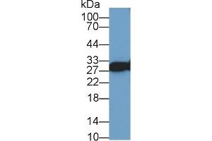 Western Blot; Sample: Human Lung lysate; Primary Ab: 1µg/ml Rabbit Anti-Human VAPA Antibody Second Ab: 0. (VAPA anticorps  (AA 1-249))
