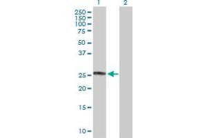 Western Blot analysis of CHCHD3 expression in transfected 293T cell line by CHCHD3 MaxPab polyclonal antibody.