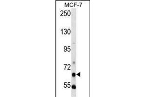 PCK1 Antibody (N-term) (ABIN392676 and ABIN2842169) western blot analysis in MCF-7 cell line lysates (35 μg/lane). (PCK1 anticorps  (N-Term))