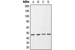 Western blot analysis of p47 phox (pS370) expression in HeLa serum starvation-treated (A), THP1 (B), Raw264. (NCF1 anticorps  (C-Term, pSer370))