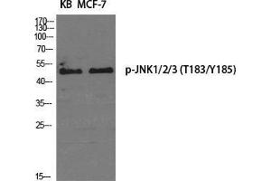Western Blot (WB) analysis of specific cells using Phospho-JNK1/2/3 (T183/Y185) Polyclonal Antibody.