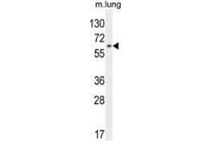 Western blot analysis in mouse lung tissue lysates (35ug/lane) using NFE2L1  Antibody (C-term).