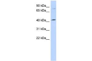 WB Suggested Anti-C1orf177 Antibody Titration: 0. (C1orf177 anticorps  (Middle Region))