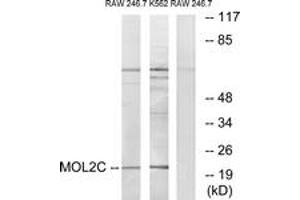 Western blot analysis of extracts from RAW264. (MOBKL2C anticorps  (AA 81-130))