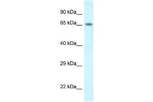 Western Blot showing Shkbp1 antibody used at a concentration of 1. (SHKBP1 anticorps  (N-Term))