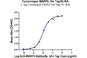 Immobilized Cynomolgus MASP2, His Tag at 1 μg/mL (100 μL/well) on the plate.