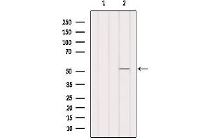 Western blot analysis of extracts from Pc12, using SHMT1 Antibody. (SHMT1 anticorps  (Internal Region))