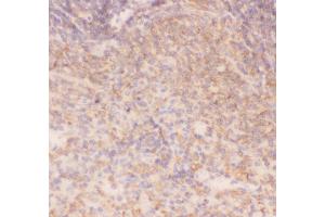 Anti-IKK alpha Picoband antibody,  IHC(P): Rat Spleen Tissue (IKK alpha anticorps  (AA 411-745))
