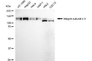 Western blotting analysis using integrin subunit alpha V antibody (ABIN7799063).