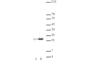 Histone H3ac (pan-acetyl) antibody (pAb) tested by Western blot. (Histone 3 anticorps  (N-Term))