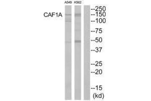 Western blot analysis of extracts from K562 cells and A549 cells, using CAF1A antibody. (CHAF1A anticorps)