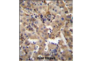 SGPL1 Antibody (N-term) (ABIN656664 and ABIN2845905) immunohistochemistry analysis in formalin fixed and paraffin embedded human liver tissue followed by peroxidase conjugation of the secondary antibody and DAB staining.