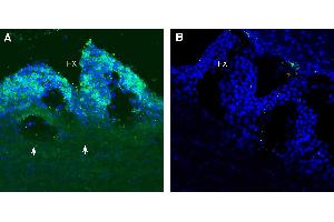 Expression of PepT2/SLC15A2 in rat subfornical organ.