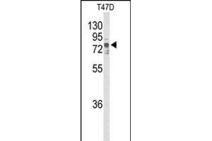 Western blot analysis of TNK1 Antibody (ABIN652385 and ABIN2837981) in T47D cell line lysates (35 μg/lane). (TNK1 anticorps)