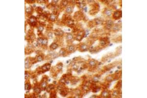 Immunohistochemical staining of rat liver cells with HDGF2 polyclonal antibody  at 5 ug/mL.