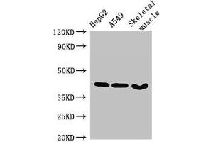 Western Blot Positive WB detected in: HepG2 whole cell lysate, A549 whole cell lysate, Mouse skeletal muscle tissue All lanes: MAPK12 antibody at 2. (MAPK12 anticorps  (AA 314-367))