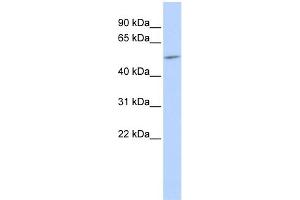 WB Suggested Anti-GJA9 Antibody Titration: 0.