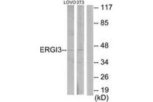 Western Blotting (WB) image for anti-ERGIC and Golgi 3 (ERGIC3) (AA 321-370) antibody (ABIN2889817) (ERGIC3 anticorps  (AA 321-370))