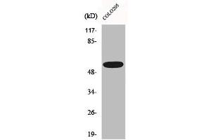 Western Blot analysis of HepG2 cells using CLCC1 Polyclonal Antibody (CLCC1 anticorps  (Internal Region))