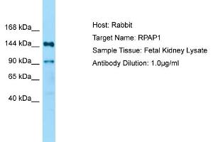 Host: Rabbit Target Name: RPAP1 Sample Type: Fetal Kidney lysates Antibody Dilution: 1. (RPAP1 anticorps  (N-Term))