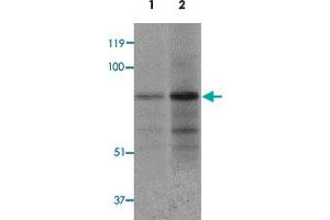 Western blot analysis of EZH1 in mouse lung tissue lysate with EZH1 polyclonal antibody  at 1 ug/mL (lane 1) and 2 ug/mL (lane 2).