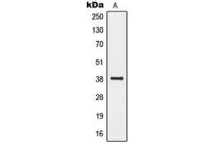 Western blot analysis of GPR20 expression in Human fetal brain (A) whole cell lysates.