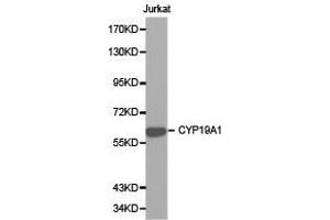 Western Blotting (WB) image for anti-Cytochrome P450, Family 19, Subfamily A, Polypeptide 1 (CYP19A1) antibody (ABIN1872157) (Aromatase anticorps)
