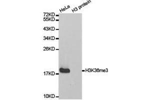 Western blot analysis of extracts of HeLa cell line and H3 protein expressed in E. (Histone 3 anticorps  (H3K36me3))