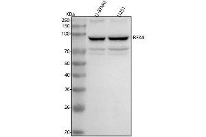 Western blot analysis of RFX4 using anti-RFX4 antibody (ABIN7599877).
