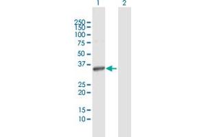 Western Blot analysis of ITPK1 expression in transfected 293T cell line by ITPK1 MaxPab polyclonal antibody.