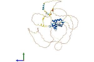 AlphaFold protein structure predicition of Mouse Recombinant Foxg1 Protein, UniprotID Q60987