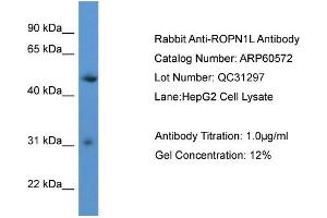 WB Suggested Anti-ROPN1L  Antibody Titration: 0. (ROPN1L anticorps  (C-Term))