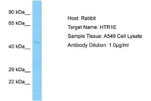 Host: Rabbit Target Name: HTR1E Sample Type: A549 Whole cell lysates Antibody Dilution: 3. (Serotonin Receptor 1E anticorps  (N-Term))
