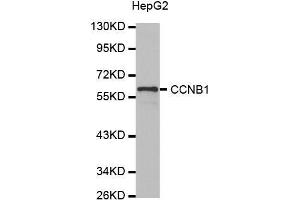 Western blot analysis of extracts of HepG2 cell line, using CCNB1 antibody.