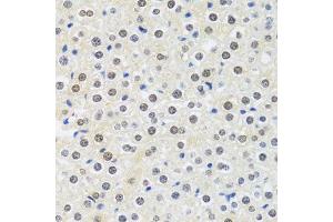 Immunohistochemistry of paraffin-embedded mouse liver using MTAP antibody. (MTAP anticorps  (AA 1-283))