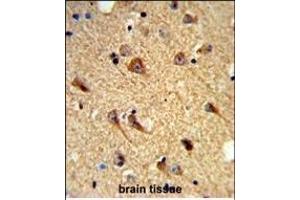 Formalin-fixed and paraffin-embedded mouse brain tissue reacted with CNTN Antibody (Center), which was peroxidase-conjugated to the secondary antibody, followed by DAB staining.