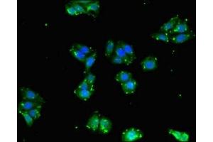 Immunofluorescent analysis of HepG2 cells using ABIN7145190 at dilution of 1:100 and Alexa Fluor 488-congugated AffiniPure Goat Anti-Rabbit IgG(H+L)