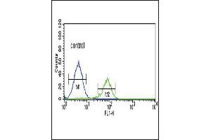 PCSK2 Antibody (N-term) (ABIN391908 and ABIN2841722) flow cytometric analysis of K562 cells (right histogram) compared to a negative control cell (left histogram).